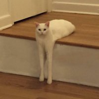 cats being weird little guys(@weirdlilguys) 's Twitter Profile Photo