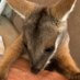 Heaps Good History (@heapsgoodstory) Twitter profile photo Heaps Good History (@heapsgoodstory) Twitter profile photo