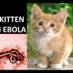 Ebola Kittens 🇺🇦 (@ebolakittens) Twitter profile photo
