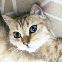 Song (@shyoyhs) 's Twitter Profile