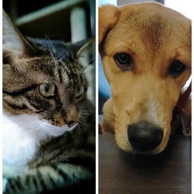 👑🐱利休と茶々🐶♥️さんのプロフィール画像