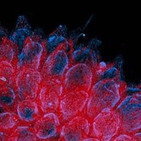 SDUImaging (@sduimaging) 's Twitter Profile