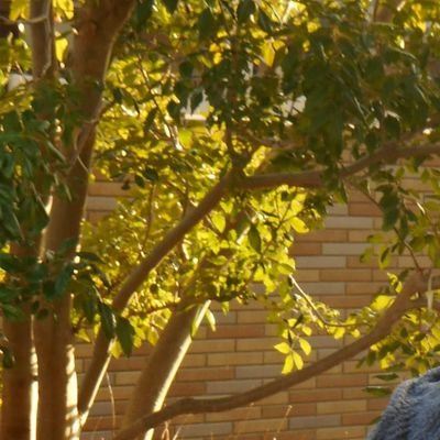 khs13315319's profile picture. nd74→uts3-24→UTMed4年 鉄門水泳部