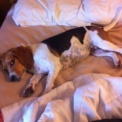 My_crazy_beagle's profile picture. i like to eat a lot! My nose can ovewhelm everthing else which can be trouble.