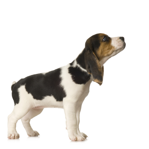 Let us inform you about Top Small Dogs and provide information that will help you choose the best puppy.