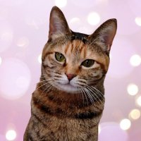 奈良の愛らしい猫のお店 猫雑貨さんちこ😺 (@zakkasanchico) 's Twitter Profile Photo 奈良の愛らしい猫のお店 猫雑貨さんちこ😺 (@zakkasanchico) 's Twitter Profile Photo