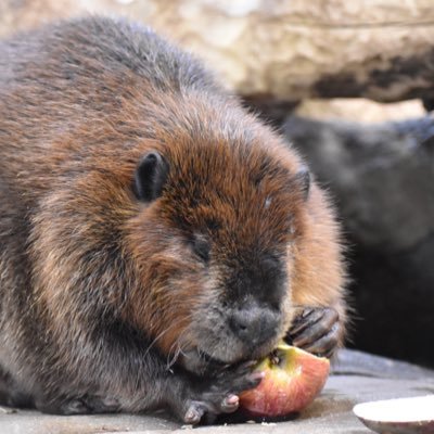 料理（和中伊、仏（勉強中））/音楽（合唱、津軽三味線、クラリネット）/ロードバイク/ 釣り/お酒（クラフトビール、日本酒、ウイスキー、泡盛）