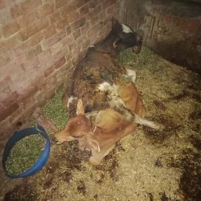 th__vikas's profile picture. Indic wing| Not affiliated to RSS and BJP| Proud Hindu 🇮🇳🕉️🚩
Please don't follow me on Twitter or else you will be blocked🙏