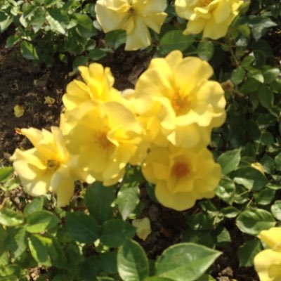 TOMOmi71735318's profile picture. 