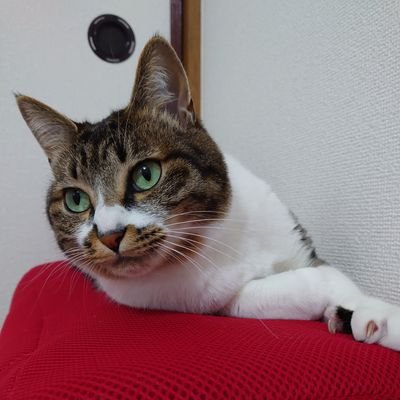 sayanamcat Profile Picture