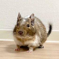 ぴーすけ(デグー 2020年7月生 オス)の日常をお届けします。 出会った時にピーピー鳴いていたのでぴーすけです🐭 一人っ子なのですごく甘えん坊です🧡 ぴーちゃん、我が家に来てくれてありがとうね。#今日のぴーすけ