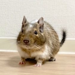 degu_pisuke Profile Picture