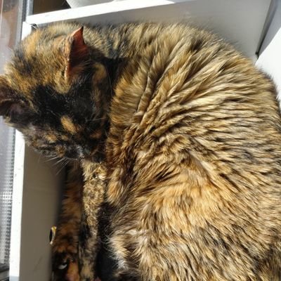 namonamonamu's profile picture. 和大シス工④II+MT