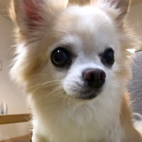 ウチのチワワさん (@wankofile) 's Twitter Profile