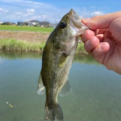 趣味→バス釣り