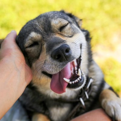 Give your pup something worth waking up for with freshly cooked meals prepared just for them. 🐾 https://t.co/svb5HI6o2h 🐾