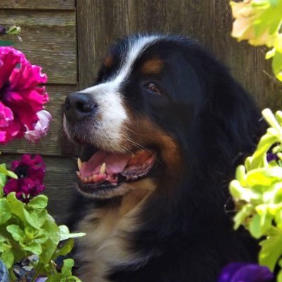 Bernese Mountain Dog Breeders, UK England, Kennel Club Assured, Stud Dogs Available to approved Bernese Bitches Only, Puppies available regularly.