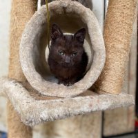 PartyBeachCats❤️ (@miniatureblake) 's Twitter Profile Photo PartyBeachCats❤️ (@miniatureblake) 's Twitter Profile Photo