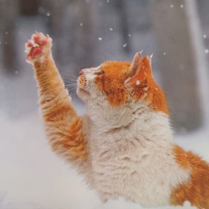 meaw140936's profile picture. ทุกๆวันที่เกิดขึ้นมีแค่ครั้งเดียว