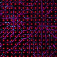 Artificial Axon Labs (@artificialaxons) 's Twitter Profile