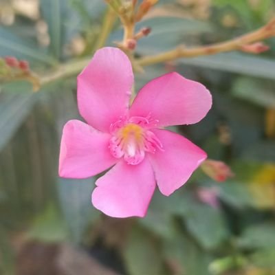 krishnaexpress1's profile picture. 