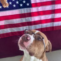 Pancake Schwab (@pancake_schwab) 's Twitter Profile