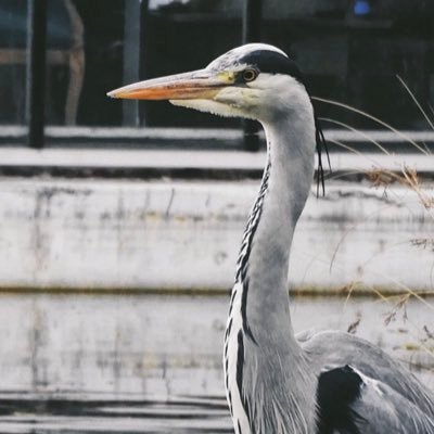 Lives: On the Pond // Eats: All the goldfish // AKA: Heron McHeron Face