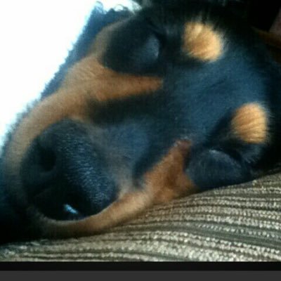 Red_xfag's profile picture. ［Apex］［原神］［mw2］ をしてます！ よかったらフォローお願いします！