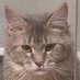 KITR (@kitr_cat) Twitter profile photo KITR (@kitr_cat) Twitter profile photo