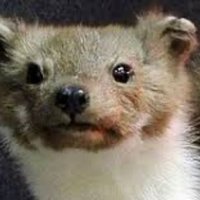 Weasel FR 🐓🇫🇷 🇫🇷 (@frweasel) 's Twitter Profile Photo Weasel FR 🐓🇫🇷 🇫🇷 (@frweasel) 's Twitter Profile Photo