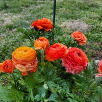 VirgenFlora (@zimatar123) 's Twitter Profile
