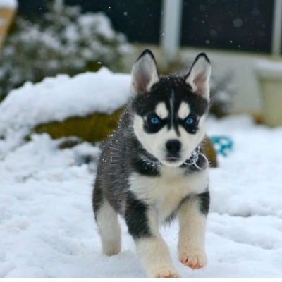 Husky at heart, dreaming of a Swiss vacation, longing and looking for truth.