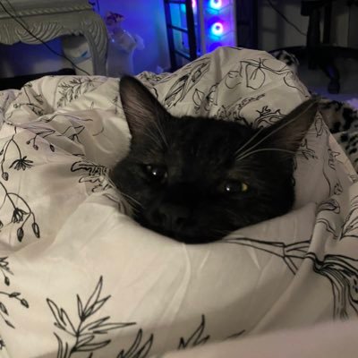 Occasional twitch streamer!