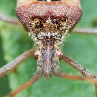 marie's macro photography (@macromarie) 's Twitter Profile