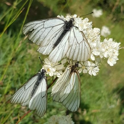 AScolopendrium's profile picture. PhD | University of Rennes - UMRs EcoBio & LETG | Urban ecology - Climate Changes - Biodiversity |🌡️🌱🪰🏘️