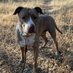 Calaveras County Adoptable Animals (@calaverasadopts) Twitter profile photo Calaveras County Adoptable Animals (@calaverasadopts) Twitter profile photo
