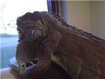 I'm a rescued Green Iguana & am now healthy, happy & spoiled!