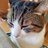 maomao🌟のひとり言のアイコン