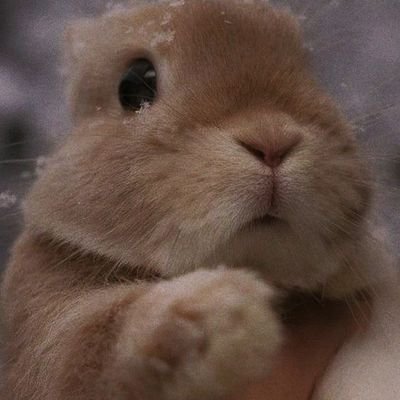 Bunny Bunny (@ur_lil_slutt) | Twitter