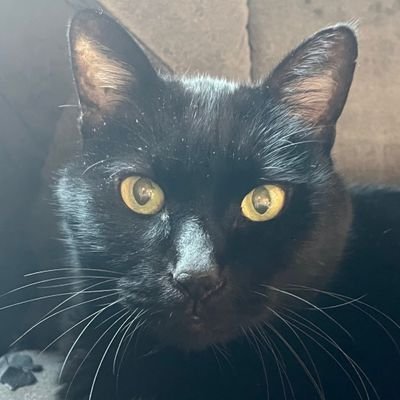 kuroneko3nya's profile picture. 京都·大阪·奈良…近畿·中四国·北陸·中部…
#御朱印 #ご城印 #グルメ #温泉♨#猫🐈‍⬛·猫グッズ·マンホール…
日々のあれこれ😻
10kg超飼猫が急激に軽くなり!?
→🏥
糖尿病!🙀💦　　

無言フォロー⭕
ほぼフォロバ､でも遅い🙇　
#西国三十三ヶ所 2周目 #神仏霊場巡拝中