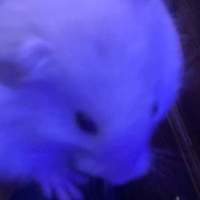 I’m GaviTheDeath (she/they)! I mostly post about my Drag Race + random rants usually about Minecraft or Milgram. Also, I have 2 cats :}