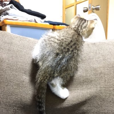 『今は コレ✨』に飛びつく輩とは別世界に生きていたい。 🐈🐕ローズマリー🌿 ♪バッハ音楽の捧げもの🎻(シュトゥットガルト室内管弦楽団演奏に限る)浜田省吾 渡辺貞夫 🎷ボストン クラプトン🎸など…を好む 『何ものにも とらわれず』 捉われてないけど参政党🍊 一般党員です。