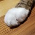 猫の手 (@nekotokuraseba) Twitter profile photo 猫の手 (@nekotokuraseba) Twitter profile photo