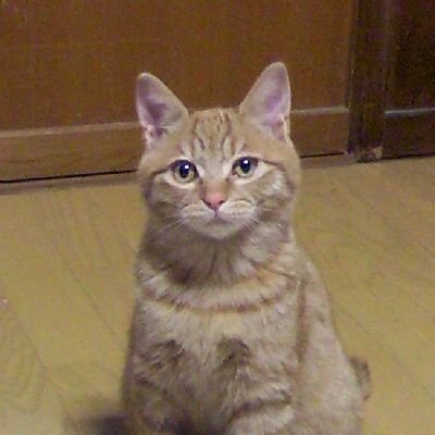 猫もの見つけては買い、気づけば🏠️ん中は猫ものいっぱい。この子達が居るから頑張れる‼️
14さいのレイとイチ、9さいのフゥ、新入り1さいのミイと+🌈×3匹
無言フォロー大歓迎🐱。無言フォロ🐈️。
🔰なので失礼あったらm(_ _)m