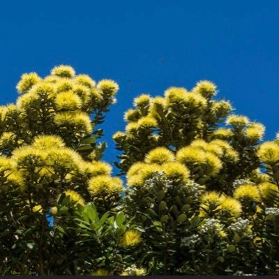 wellington_wind's profile picture. We may all be in the same storm but not equipped with the same boat. Let’s do better!