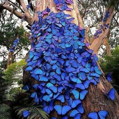 belinda03153912's profile picture. 🇺🇸🇺🇦🌊ProChoice, Ukraine, Vote out R's, Gun Control proud liberal. #Resister 4th time in Twitter Jail for telling the truth. I excessively meme. NoDms