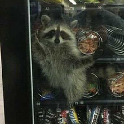 RahCcoon's profile picture. 