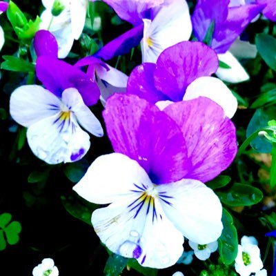 yukariVioret087's profile picture. 20↑。取引用アカウント。   フォロー外のDMのやり取りでエラーが出た事がある為フォローをお願いしております。お取引がない時は低浮上です。