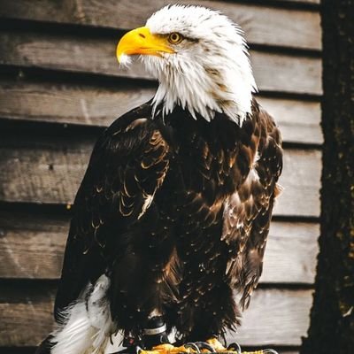 icyoyagennye1's profile picture. Graduate from University of Rwanda