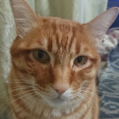 tyobimugi3096's profile picture. 